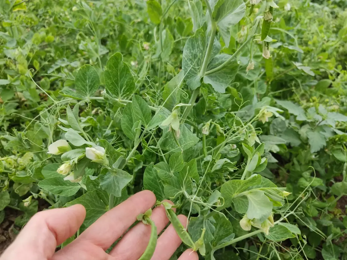 Pea plants in flower, pods in hand