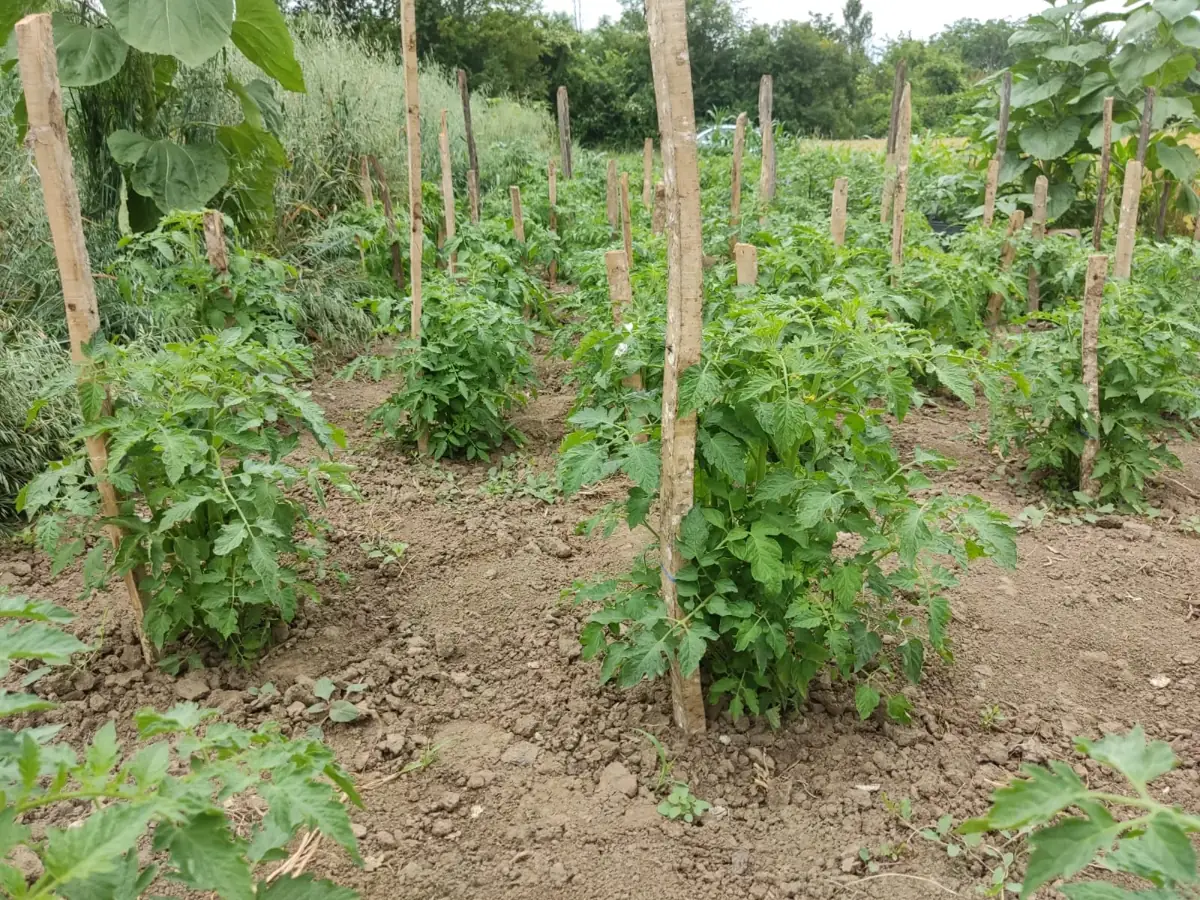 Rows of staked tomato plants in a garden
